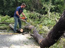 San Pablo, CA Tree Services Company