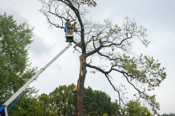 How Our Tree Care Process Works  in  San Pablo, CA