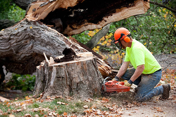 Best Tree Risk Assessment  in San Pablo, CA