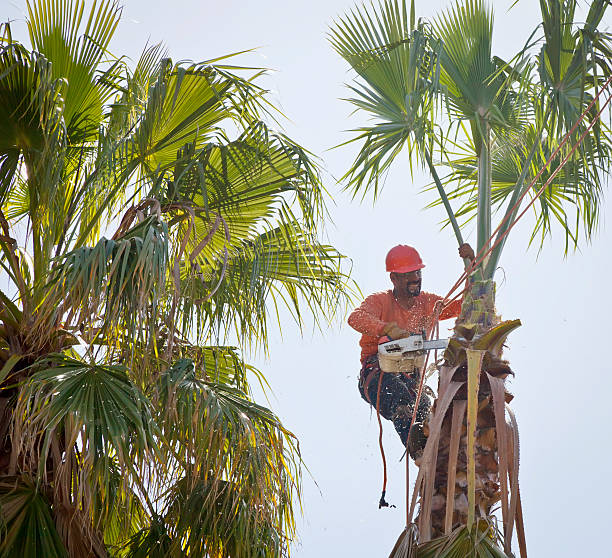 Best Firewood Processing and Delivery  in San Pablo, CA